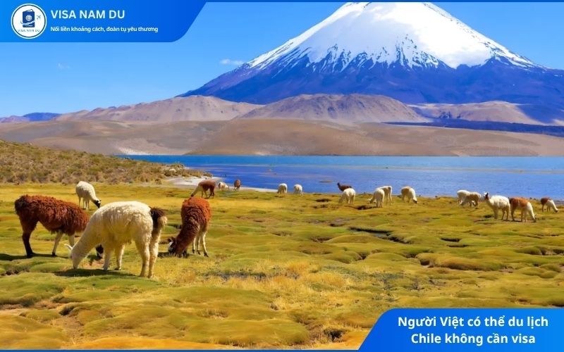Người Việt có thể du lịch Chile không cần visa